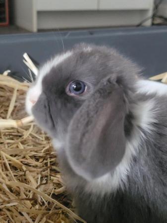 Image 4 of mini lop rabbits for sale bucks