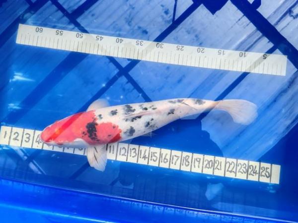 Image 5 of LARGE JAPANESE KOI AT 19 INCH OR 480MM BEAUTIFUL FISH