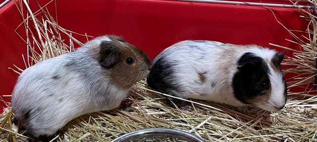 Image 5 of 9-11 week old guinea pigs
