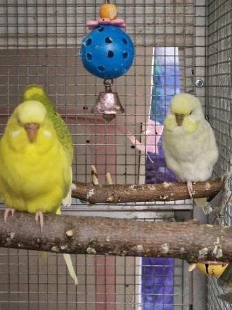 Image 3 of X Young Finchs, Budgies, Canaries X
