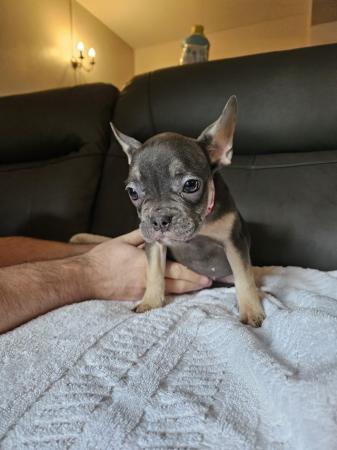 Image 5 of Kc registered French bulldog puppies