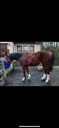 Image 3 of Yearling filly Welsh D Kengarth likely lass