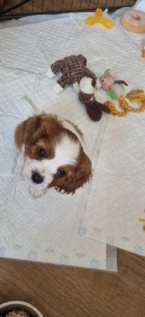 Image 3 of Cavalier king charles puppies (Health tested Perants)