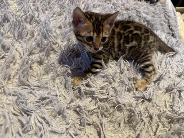 Image 14 of Tica bengal kittens for sale!