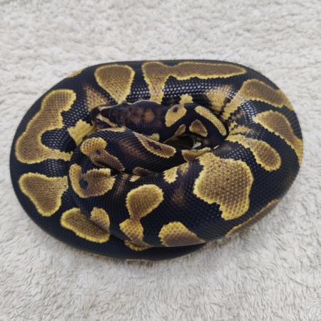 Image 5 of Yellow belly possible leopard het pied female