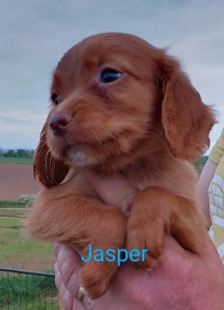 Image 1 of Working cocker spaniel puppies