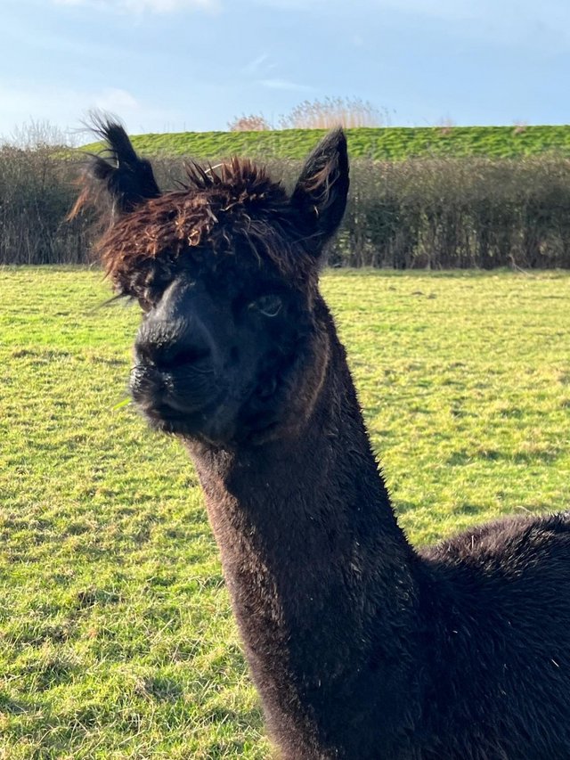 Preview of the first image of Entire black male alpaca - Stunning pedigree!.
