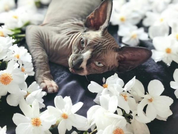 Image 8 of Gccf male sphynx kitten from health tested parents