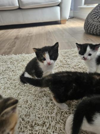 Image 5 of 6 week old female kittens