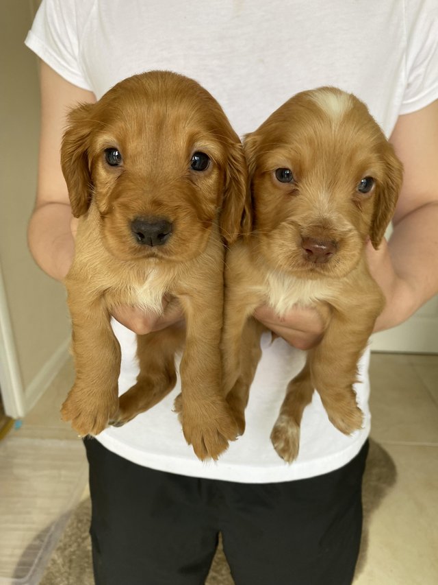 Preview of the first image of Working type cocker spaniel puppy’s.