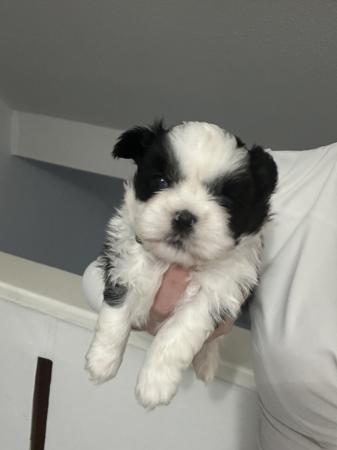 Image 4 of 1 x Shih Tzu Puppy for sale