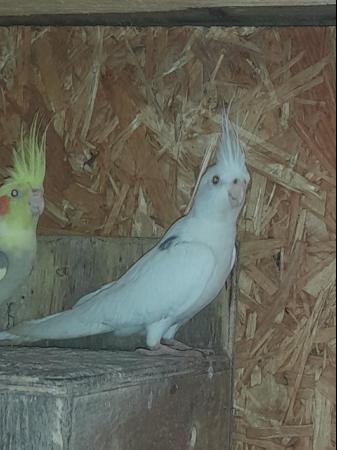 Image 5 of breeding pair of cockatiels, white faced male