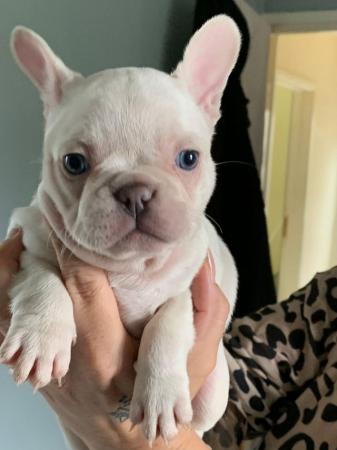 Image 9 of French bull dog puppies kc registered