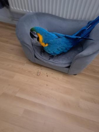 Image 1 of Parrot Macor blue & gold