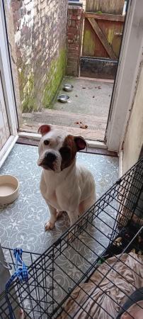 Image 5 of Dolly is american bulldog