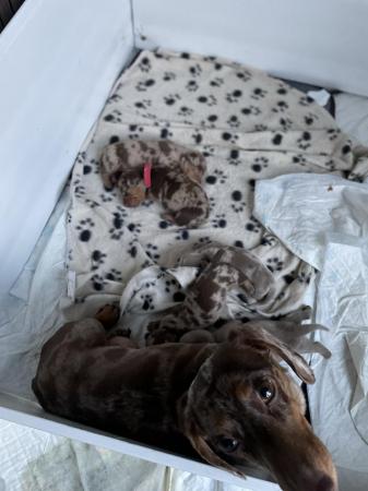 Image 4 of Quality bred Miniature Dachshunds 2 boys for sale.