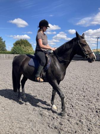 Image 1 of 15.2hh warmblood project mare
