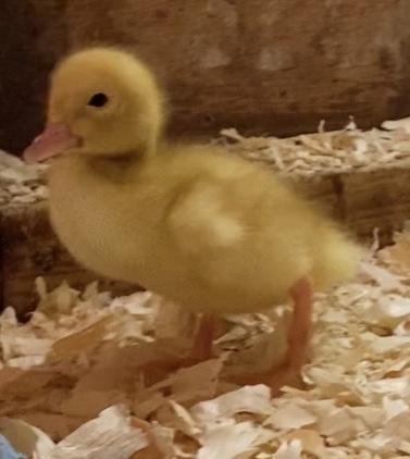 Image 2 of Day old female ducklings