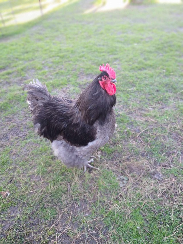 Preview of the first image of Pure Blue Orpington Cockerel - 2 years old.