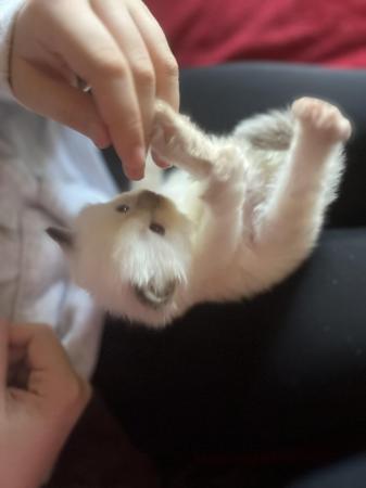 Image 6 of Last Affectionate lilac male Ragdoll kitten ready now!