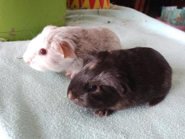 Image 2 of Baby Guinea Pigs from great pet showing stock