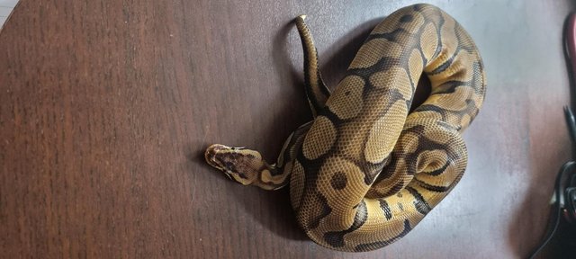 Image 33 of Full collection of ball pythons and racking