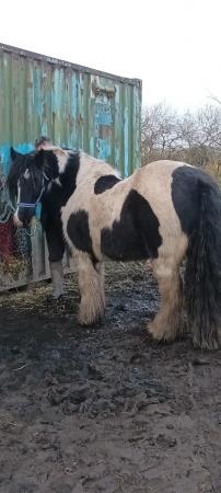 Image 3 of 14hh gypsy cob for part loan warrington