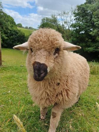 Image 2 of Valais cross ewe lambs 50% and 75%