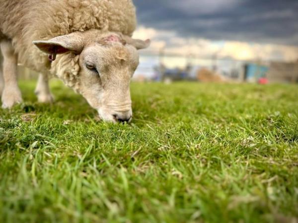 Image 3 of Texel, Southdown, Valais sheep for sale - Robertsbridge