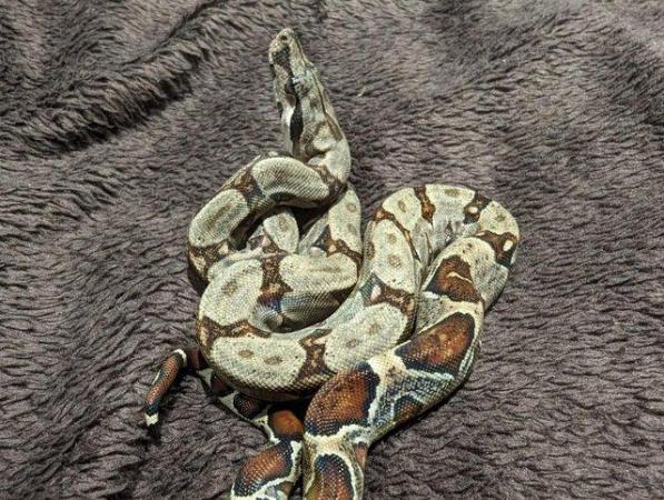 Image 6 of Baby Boa Constrictor Imperator
