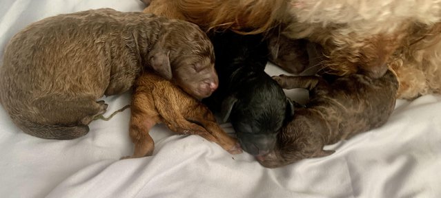 Image 6 of Stunning Five Star F2 Cockerpoo Pups - Or Sensible Offers