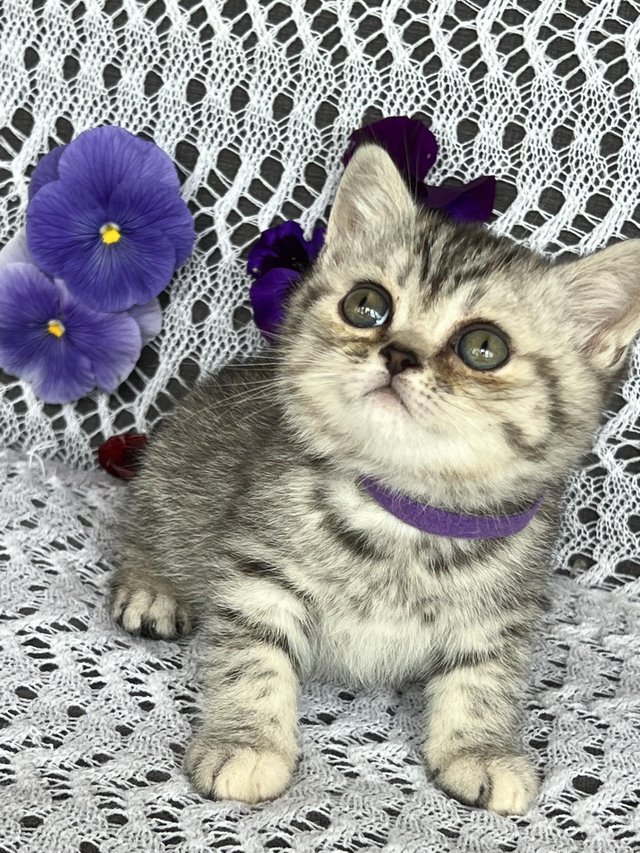 Preview of the first image of British shorthair tabby kittens.