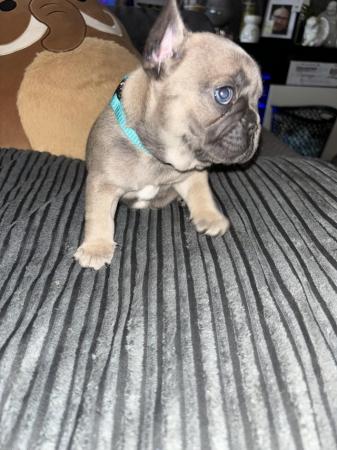 Image 14 of Kennel club registered French bulldog pupps.