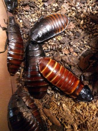 Image 2 of Madagascan hissing cockroaches