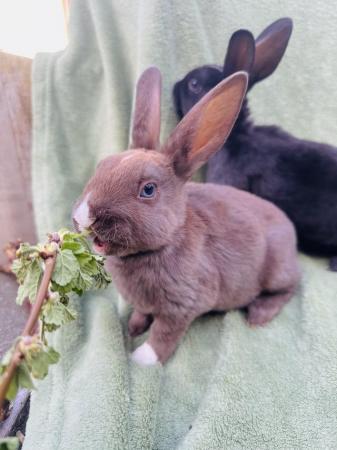 Image 6 of 2 Gorgeous mini Rex brothers with excellent temperaments.