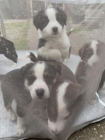 Image 4 of Ready to reserve border collie puppys from a home environmen
