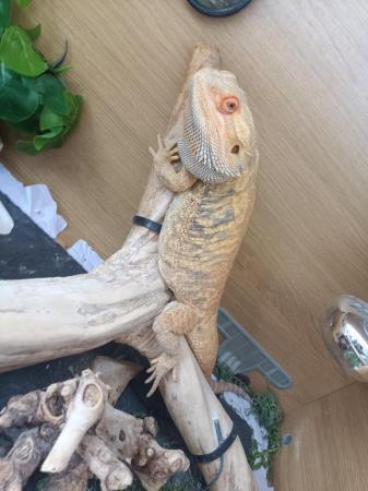 Image 2 of Bearded dragon for sale with set up