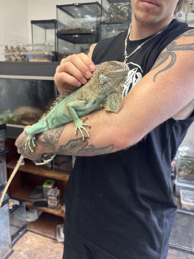 Female het snow iguana. — photo 3 of 4