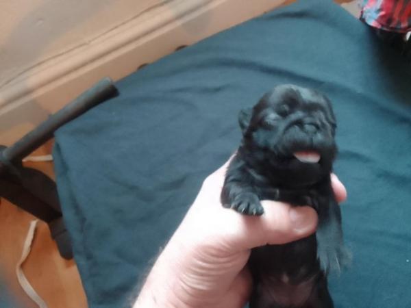 Image 5 of Beautiful little pug puppies for sale