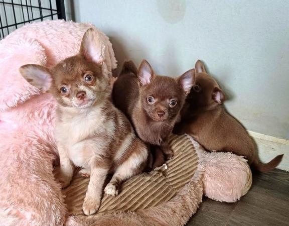 Image 3 of *LAST2GIRLS!!Beautiful chihuahua x puppies