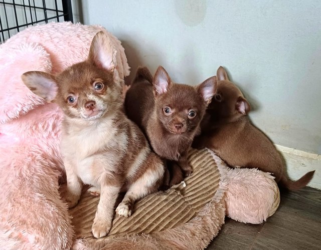 Preview of the first image of *LAST2GIRLS!!Beautiful chihuahua x puppies.