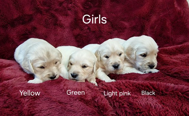 Image 7 of KC registered Golden Retriever puppies