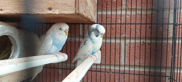 Preview of the first image of Beautiful colour budgies.