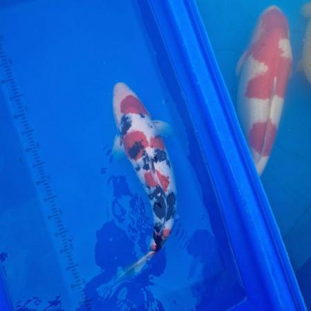 Image 5 of Koi carp from 45cm to 80cm need new home