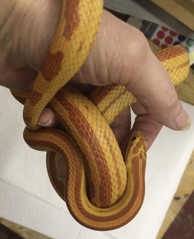 Preview of the first image of ‘22 lovely female cornsnake.