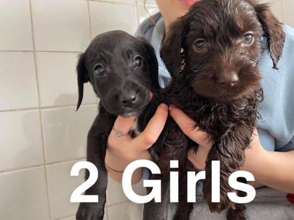 Image 9 of ?? Labradoodle puppies ??