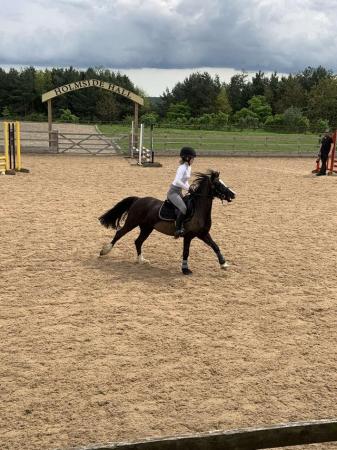 Image 27 of 12.2 section C gelding - super fun pony club all rounder