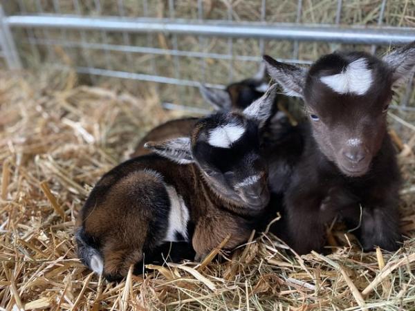 Image 2 of PYGMY GOATS - Lovely marked pedigree Pygmy Goats.