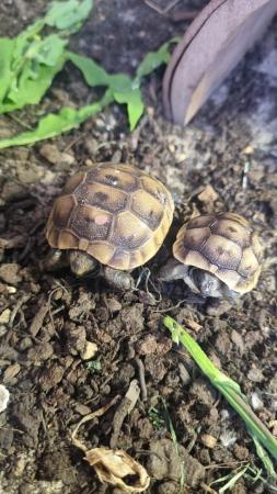 Image 6 of Mediterranean spur thigh tortoises - hatchlings