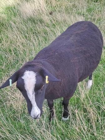 Image 2 of Pedigree registered shearling Zwartbles ewe's and rams